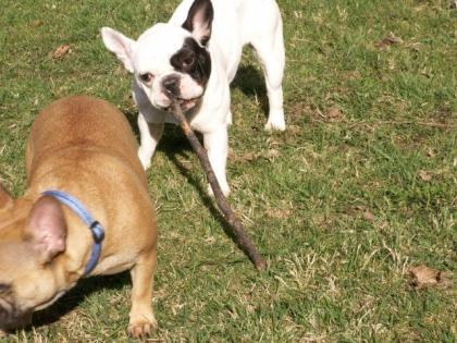 Sehr liebe Bulldoggen Hündin sucht neues Zuhause