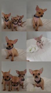 Zuckersüßer chihuahua rüde Abgabebereit