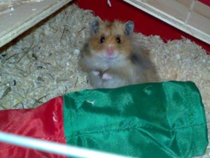 Süßes Teddy Hamster Männchen sucht neues Zuhause