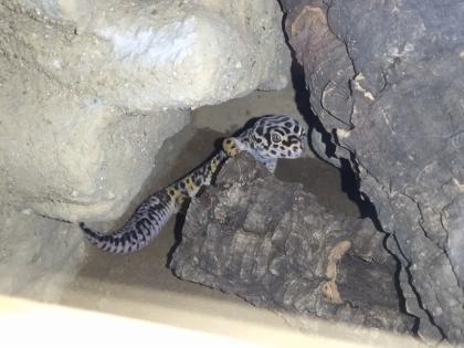 Leopardgecko Männchen, Blood x Bold Bandit
