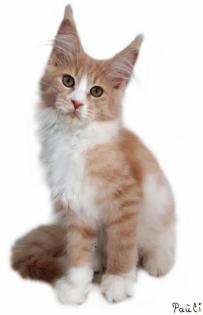 Traumhafte Maine Coon Kitten der seltenen Extraklasse