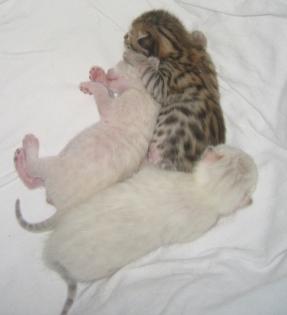 Bengalkitten