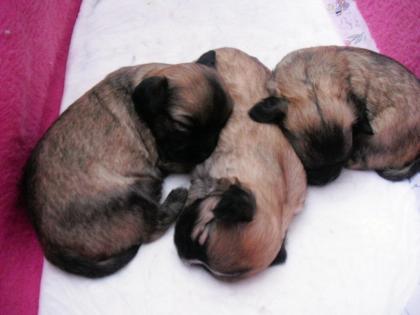 Chihuahua welpen