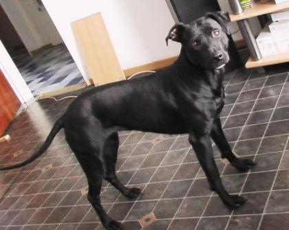 Labrador- staffordmix Lady sucht passenden Rüde