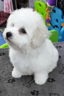 Bichon fris Welpen-aus VDH-Zucht suchen noch liebe Hundeeltern