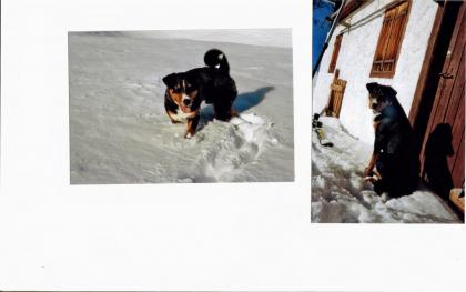 Appenzeller Sennenhund