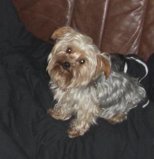 Süßer Mini Yorkshire Terrier Deckrüde