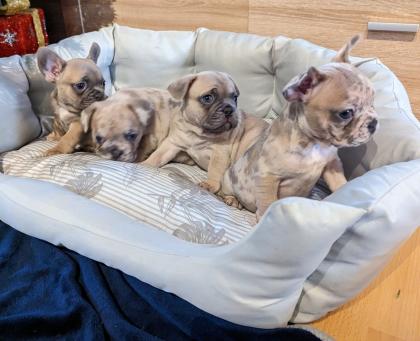 Französische Bulldogge Welpen mit Ahnentafel