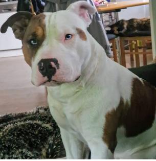 Miniatur Bullterrier-Bulldoggen Mix