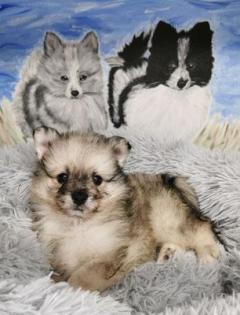 Pomeranianwelpe bluemerle