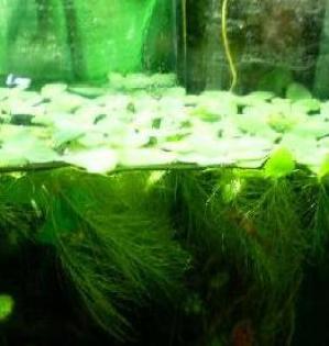 Muschelblume Pistia stratiotes