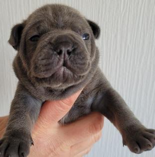 Französische Bulldogge - Welpen in blau / blue blue-tan mit Ahnentafel
