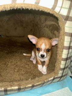 Zwei Chihuahua Welpen