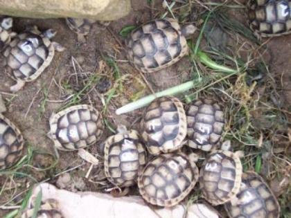 NZ 2021/2011 Griechische Landschildkröte und Breitrandschildkröte