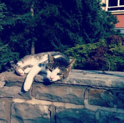 Katze abzugeben