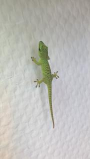 Phelsuma grandis Geckos