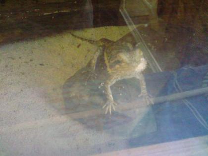 2 Bartagame mit Becken abzugeben