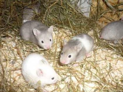 München Hamsterbabys aus privater Hobbyhamsterzucht