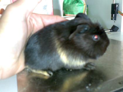 Meerschweinchen in liebevolle Hände m. /w.