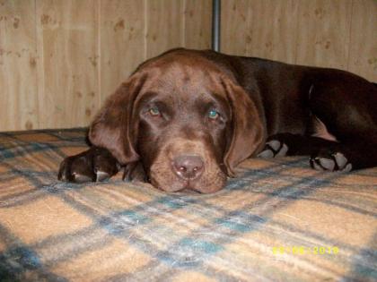Schokobraune Labrador Welpen