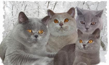 3 BKH lilac Katerchen geb. 17. 04. 2021