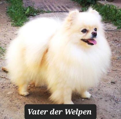 Zwei Zwergspitz-Welpen suchen ein neues Zuhause