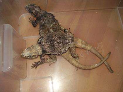 2. 0 Chuckwalla Sauromalus obesus