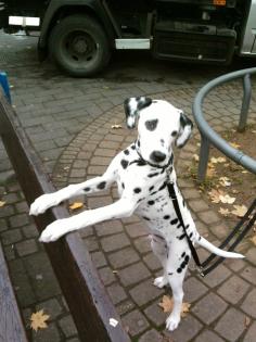 Mein wünderschöner reinrassiger Dalmatiner Jack sucht hündin zum decken