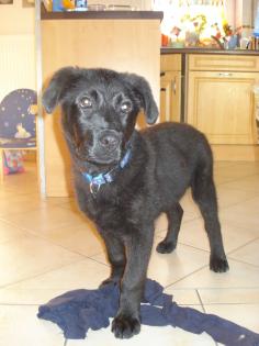 Labrador Rüde 1, 5 Jahre schwarz