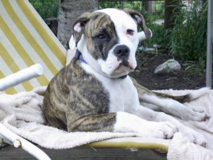 Amercan Bulldog Rüde 4 Monate alt