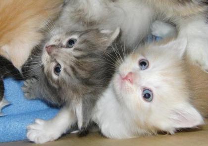 Sibirische Katzenkinder
