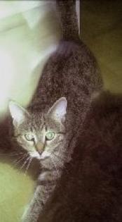 Getigerter Kater vermisst in Bad Aibling