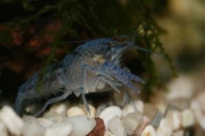 Verkaufe blauen floridakrebs Alleni