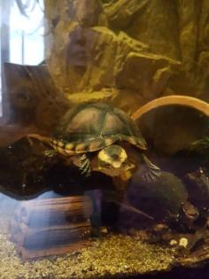 Wasserschildkröte Kinosternon leucostomum postinguinale