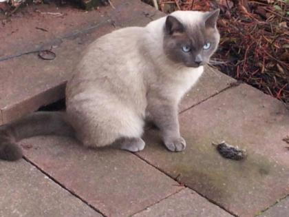 Kater vermisst in Dietzenbach - Bitte melden