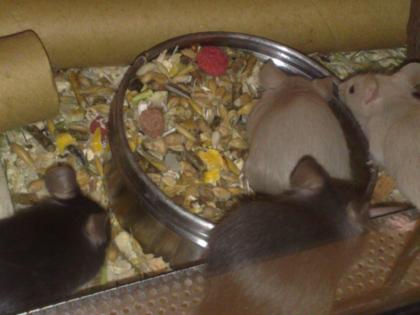 Gesunde Futtermäuse, Adulte zum Sonderpreis