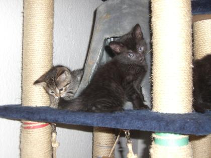 Drei junge süsse Kitten 9 Wochen alt abzugeben