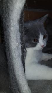 Bkh kitten 14 Wochen
