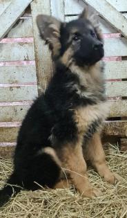 Schäferhundewelpen