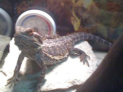 Bartagame abzugeben