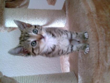 9 Monat alte Babykatze hell-braun, weiß, schwarz getigert
