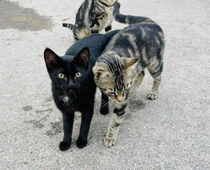 Katzenkinder suchen liebes Zuhause
