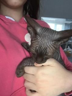 Sphynx katze