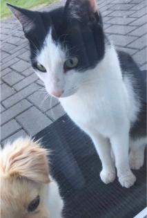 Kater vermisst entlaufen seit dem 23. 09. 2017