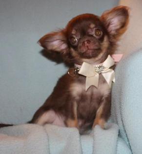 Chihuahua- und Minichihuahuawelpen aus seriöser Zucht