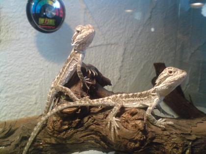 Barti Babys