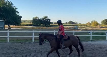 Quarter Horse Stute