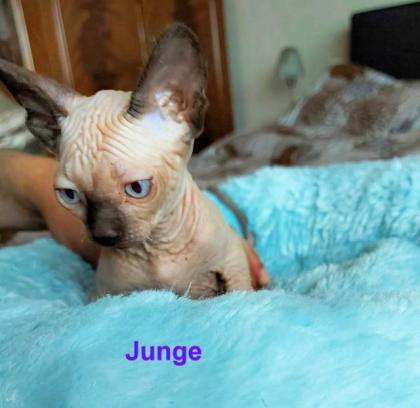 Canadische, Kanadische Sphynx Kitten mit Stammbaum