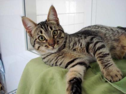 2 Tigerkatzenkinder suchen ein liebes Zuhause