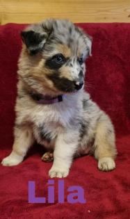 Siberian Husky x Australian Shepherd Mix